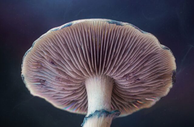 Microdosing vs. Full Dose — A Beginner’s Guide to Amounts